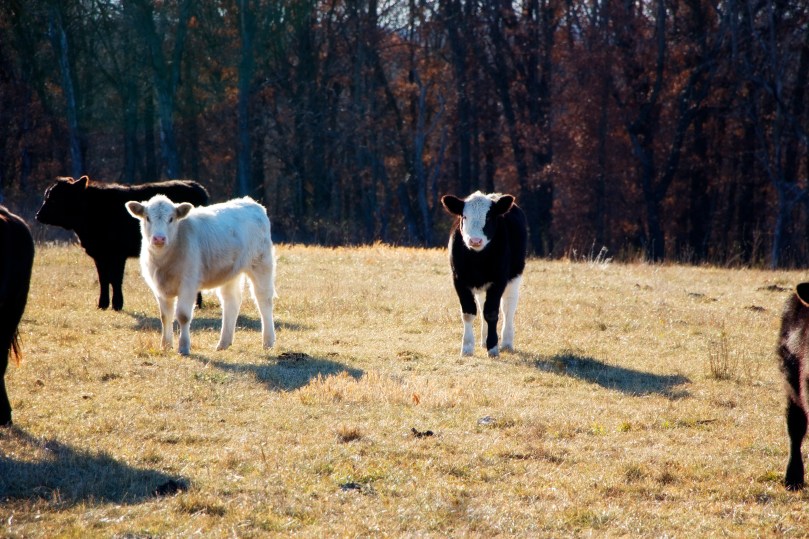 Cows in a field near sunset