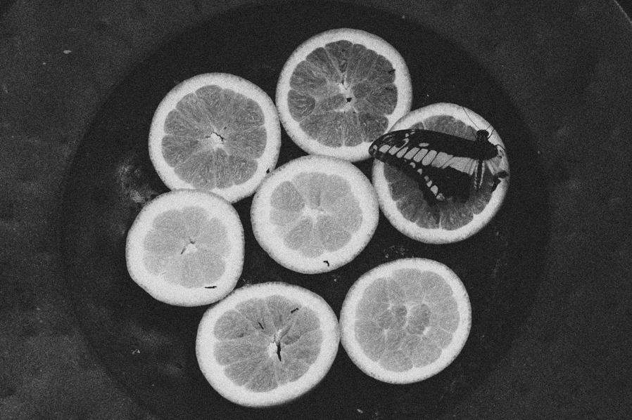 A butterfly with half a wing sits enjoying an orange slice.