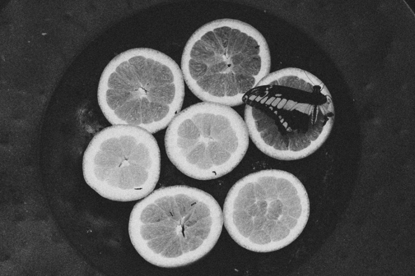A butterfly with half a wing sits enjoying an orange slice.
